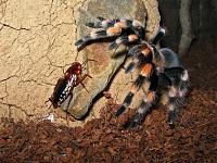     
: Brachypelma smithi .jpg
: 273
:	952.7 
ID:	169128