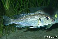     
: Limnochromis_abeelei3.jpg
: 310
:	17.2 
ID:	486353