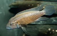     
: Telmatochromis .jpg
: 297
:	14.8 
ID:	486369