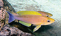     
: C coloratus.jpg
: 318
:	69.0 
ID:	486381