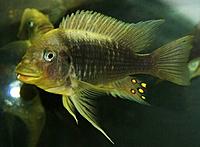    
: Petrochromis_ephippium.jpg
: 304
:	17.7 
ID:	486401