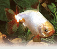     
: aqua_goldfish-jikin.jpg
: 237
:	33.6 
ID:	646526