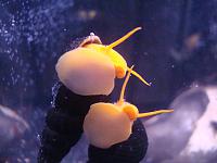     
: Orange Posso Rabbit Snail (8).jpg
: 254
:	312.5 
ID:	187050