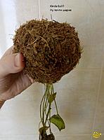     
: kokedama-08.jpg
: 353
:	113.0 
ID:	633582