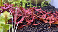     
: ludwigia-palustris-super-red-01.jpg
: 340
:	711.9 
ID:	690043