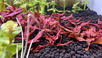     
: ludwigia-palustris-super-red-01.jpg
: 337
:	711.9 
ID:	690043