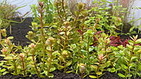     
: rotala-indica-bonsai-01.jpg
: 335
:	886.5 
ID:	690044