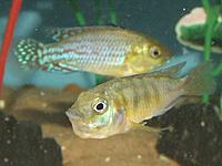     
: Pseudocrenilabrus_nicholsi_female.JPG
: 207
:	102.2 
ID:	578677