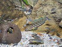     
: yulidohromis regana.jpg
: 872
:	46.9 
ID:	358051