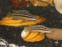     
: ulidohromis regana.jpg
: 494
:	34.5 
ID:	508731