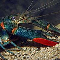     
: Cherax_quadricarinatus_04-300x300.jpg
: 341
:	15.3 
ID:	626026