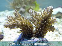     
: 608011 Acropora abrotanoides 002.jpg
: 402
:	233.5 
ID:	53470