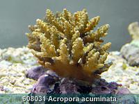     
: 608031 Acropora acuminata 001.jpg
: 349
:	226.3 
ID:	53471