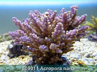     
: 609011 Acropora nana 001.jpg
: 385
:	245.0 
ID:	53484