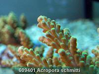     
: 609401 Acropora schmitti 001.jpg
: 385
:	218.4 
ID:	53487