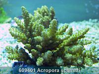     
: 609401 Acropora schmitti 002.jpg
: 335
:	246.3 
ID:	53488