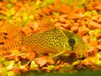     
: Corydoras kanei_03.jpg
: 518
:	63.0 
ID:	366792