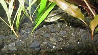     
: Apistogramma cacatuoides.jpg
: 463
:	240.1 
ID:	194297