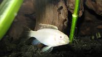     
: Pelvicachromis Albino.jpg
: 443
:	152.0 
ID:	194302