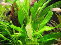     
: Echinodorus_cv_Bogemicus .jpg
: 1067
:	262.9 
ID:	115108