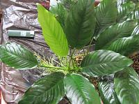     
: Anubias_sp_Cameroon.jpg
: 781
:	249.3 
ID:	115116