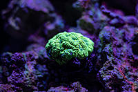     
: goniastrea01.jpg
: 584
:	902.0 
ID:	672225