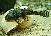     
: Ancistrus2-1.jpg
: 194
:	73.4 
ID:	582786