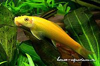     
: girinoheylus_gold.jpg
: 166
:	92.4 
ID:	613503