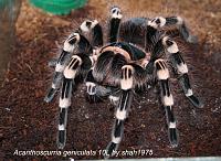     
: Acanthoscurria geniculata.jpg
: 649
:	89.7 
ID:	295170