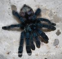     
: Avicularia versicolor L7.jpg
: 614
:	70.3 
ID:	295236