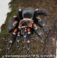     
: Brachypelma auratum.jpg
: 594
:	90.6 
ID:	295243