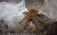     
: Pterinochilus murinus Usambara.jpg
: 633
:	59.4 
ID:	295251