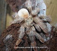     
: Psalmopoeus pulcher fm2.jpg
: 456
:	97.4 
ID:	310351