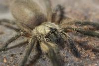     
: Monocentropus balfouri FM L6.jpg
: 336
:	50.3 
ID:	355764