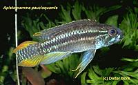     
: Apistogramma pancisquamis.jpg
: 353
:	46.6 
ID:	479394