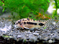     
: Corydoras habrosus.jpg
: 317
:	96.3 
ID:	479399