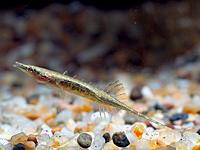     
: INDOSTOMUS PARADOXUS.jpg
: 406
:	136.7 
ID:	479402