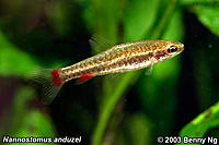     
: Nannostomus anduzei.jpg
: 304
:	99.9 
ID:	479404