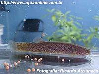     
: Trichomycterus davisi.jpg
: 303
:	10.0 
ID:	479414