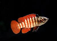     
: BADIS DARIO 'RED-BLACK TIGER'.jpg
: 346
:	28.6 
ID:	479464