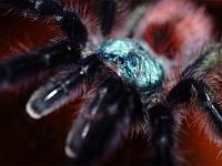     
: Avicularia versicolor 3.jpg
: 242
:	533.3 
ID:	173289