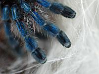     
: Avicularia versicolor legs.jpg
: 240
:	581.8 
ID:	173294