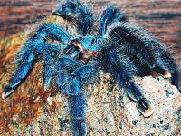     
: Avicularia Avicularia.jpg
: 260
:	1.05 
ID:	173295