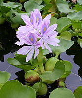     
: Eichhornia_crassipes_enl.jpg
: 555
:	364.3 
ID:	403527