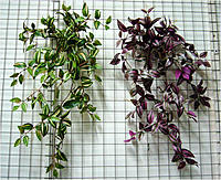     
: tradescantia7.jpg
: 435
:	228.3 
ID:	403553