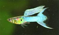     
: guppy_japan_blue_doppelschwert.jpg
: 648
:	11.2 
ID:	447393