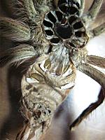     
: Tapinauchenius gigas - .jpg
: 368
:	72.2 
ID:	427993