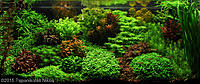     
: dutch-aquarium-aquascape-1.jpg
: 473
:	228.5 
ID:	581570