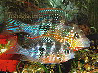     
: Thorichthys_ellioti_1.jpg
: 783
:	186.6 
ID:	530894