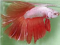     
: UKREINIAN BETTA CLUB-RED DRAGON HM.jpg
: 225
:	161.0 
ID:	596758